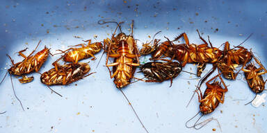 Kakerlaken sollen Abwehr stärken