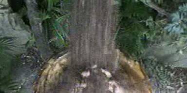 40.000 Kakerlaken für Gundis