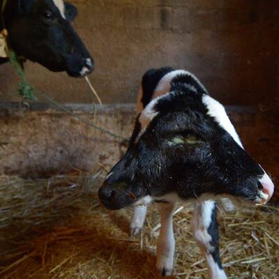 Kalb mit zwei Köpfen geboren