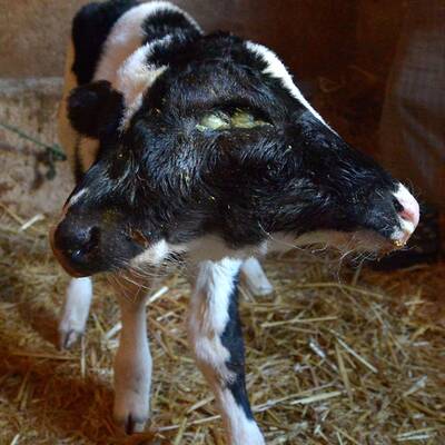 Kalb mit zwei Köpfen geboren