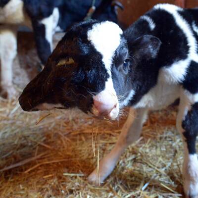 Kalb mit zwei Köpfen geboren