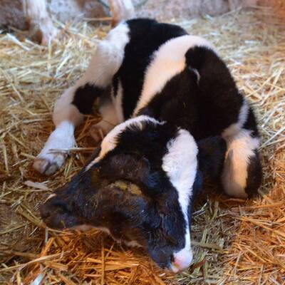 Kalb mit zwei Köpfen geboren
