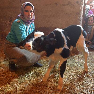 Kalb mit zwei Köpfen geboren
