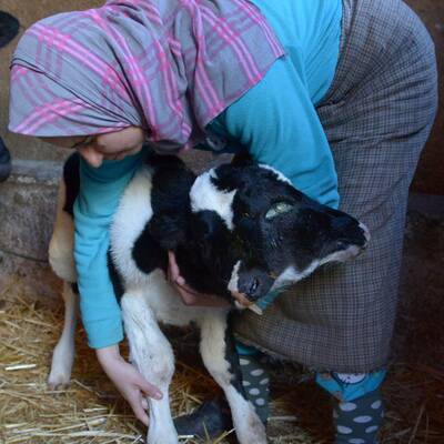 Kalb mit zwei Köpfen geboren