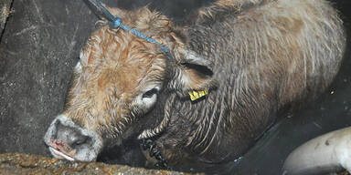 Feuerwehr barg Kalb aus Jauchegrube