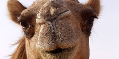 Luxus pur mitten in der Wüste