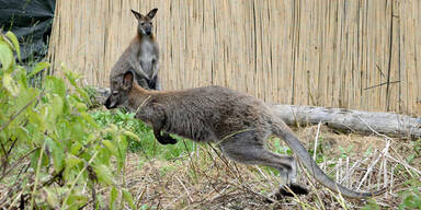 Taxifahrer &uuml;berf&auml;hrt K&auml;nguru in K&auml;rnten