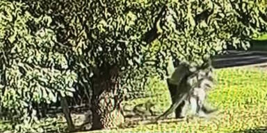 Australier liefert sich 6-Minuten-Kampf mit K&auml;nguru
