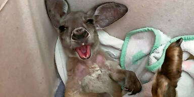 K&auml;nguru-Baby dank AUA gerettet