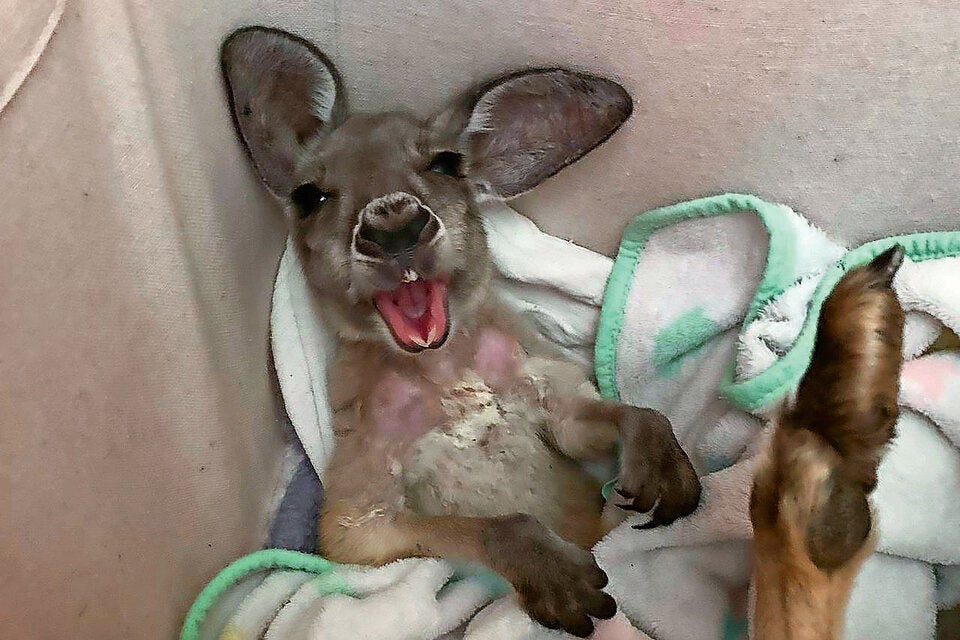 Känguru-Baby dank AUA gerettet