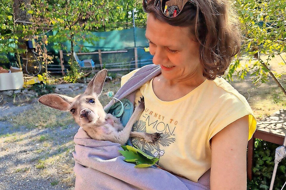 Känguru-Baby dank AUA gerettet