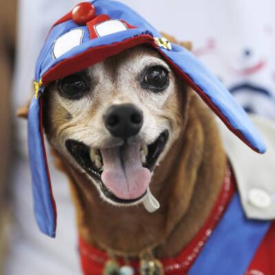 Verkleidete Hunde in Rio