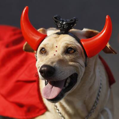 Verkleidete Hunde in Rio