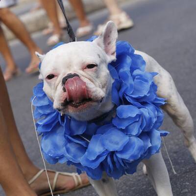 Verkleidete Hunde in Rio
