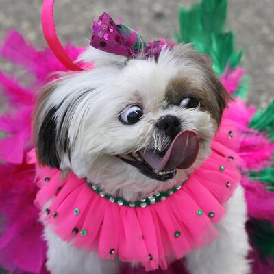 Verkleidete Hunde in Rio