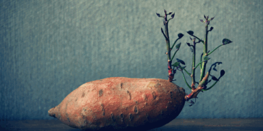 So gef&auml;hrlich k&ouml;nnen Kartoffeln sein