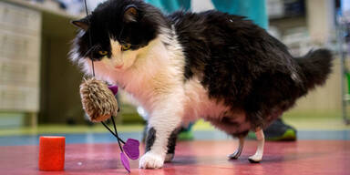 Nach Unfall-Drama: Kater erhielt Titan-Prothesen