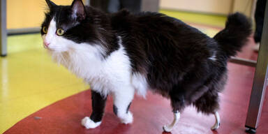 Nach Unfall-Drama: Kater erhielt Titan-Prothesen