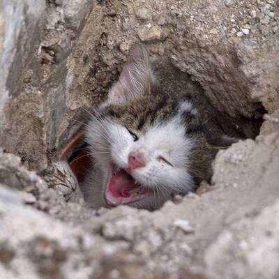 Baby-Katze aus Abflussrohr gerettet