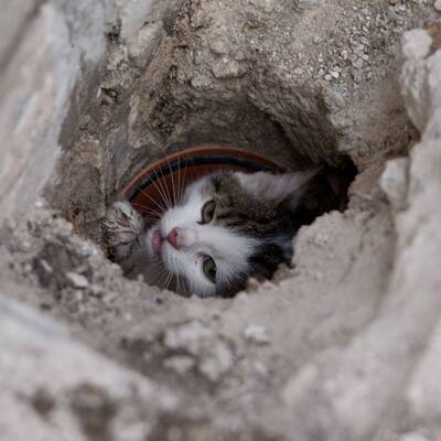 Baby-Katze aus Abflussrohr gerettet