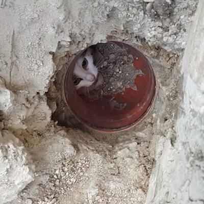 Baby-Katze aus Abflussrohr gerettet