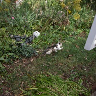 Baby-Katze aus Abflussrohr gerettet