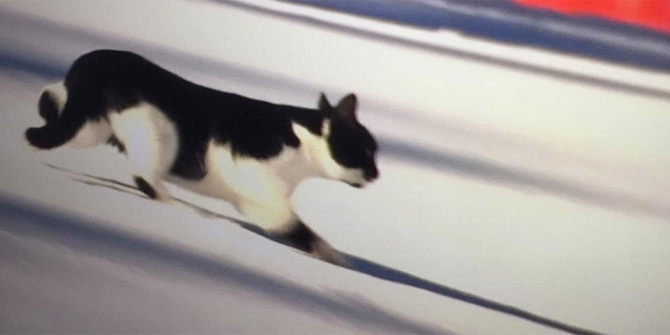 TV-Lacher: Katze rast Weltcup-Piste runter