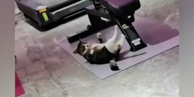 katze training.png