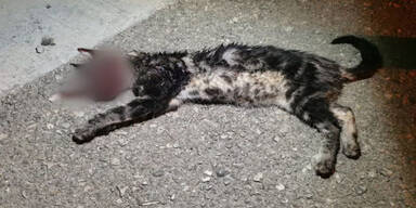 Jugendliche Tierqu&auml;ler dr&uuml;cken Katze Auge aus