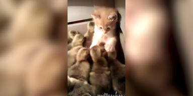 K&auml;tzchen spielt mit kleinen K&uuml;ken