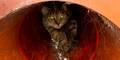 Katze in Kanalrohr Gusental