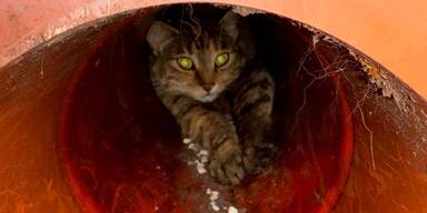 Katze in Kanalrohr Gusental