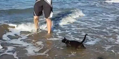 Dieser Kater liebt schwimmen