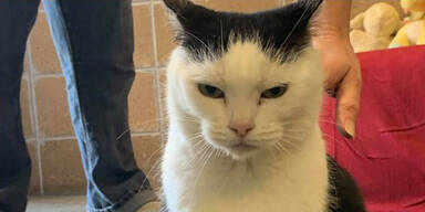 "Schlimmste Katze der Welt" zur Adoption frei