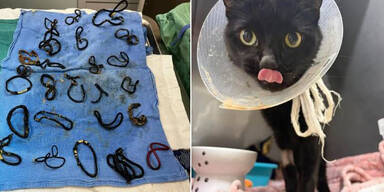 Tier&auml;rzte finden 26 Haargummis in Katzenmagen