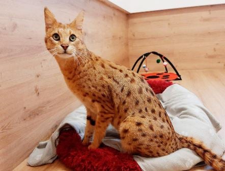 Tierquälerin verurteil