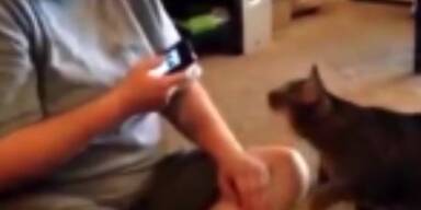 Gef&auml;hrlich: "Miau-App" nervt Miezekatze
