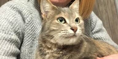 Katze