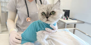Katze auf Spielplatz zur&uuml;ckgelassen