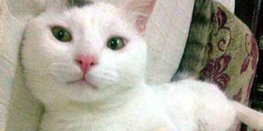 Unbekannte rasierten Hauskatze kahl