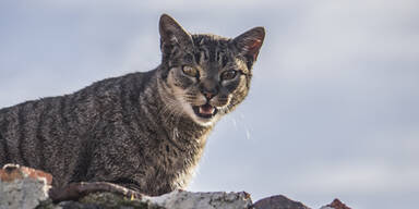 Australien will 2 Millionen Katzen töten