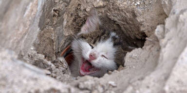 Baby-Katze aus Abflussrohr gerettet