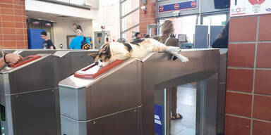 Katze kontrolliert Tickets