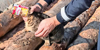 Katze steckt im Futter fest Steiermark