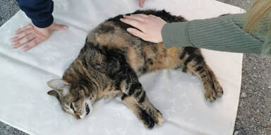 Tierqu&auml;ler erschoss Katze "Charly"