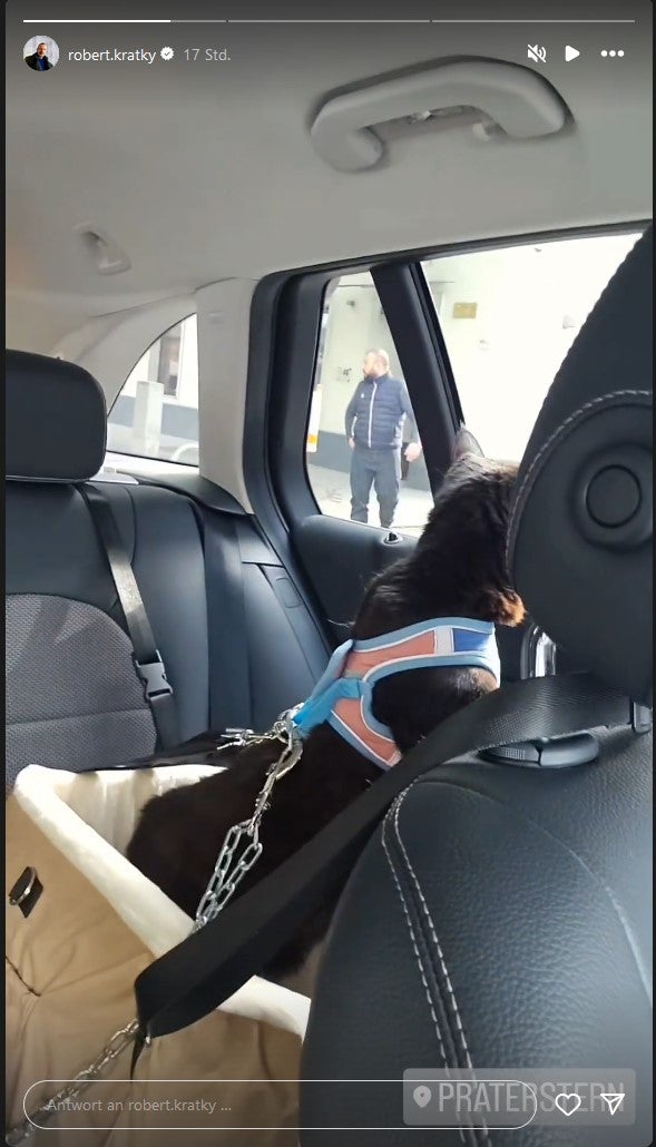 Kratkys Kätzchen sind gut angeschnallt