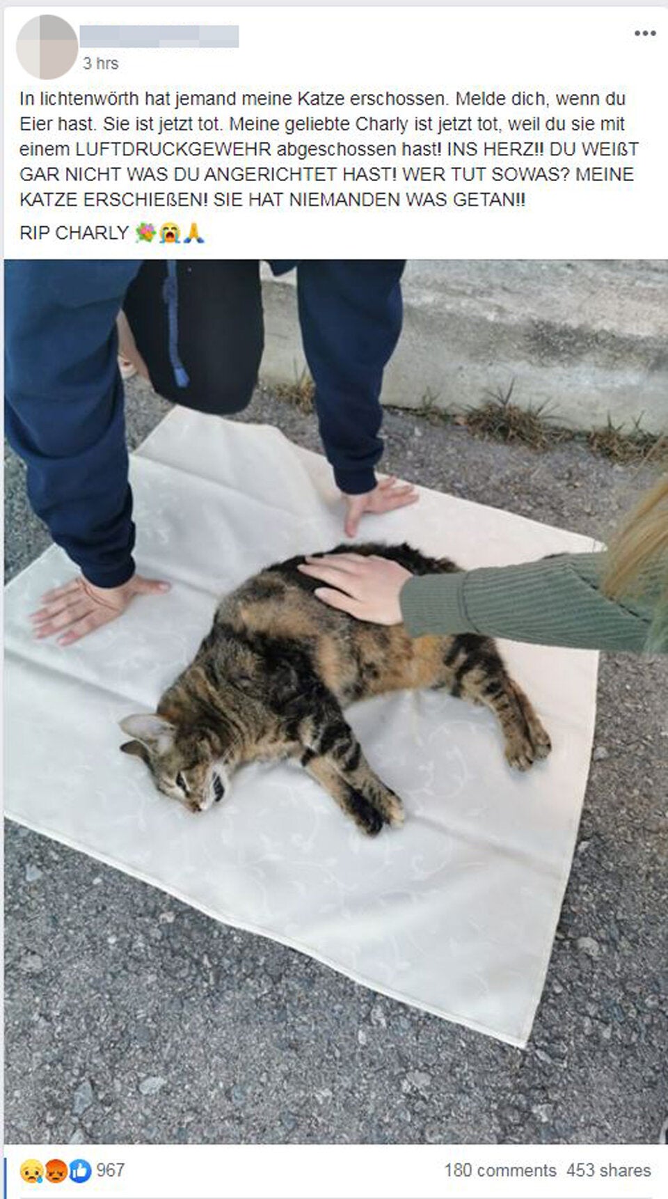 Tierquäler erschoss Katze 