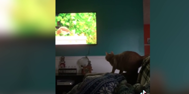 Katze fixiert Fernseher