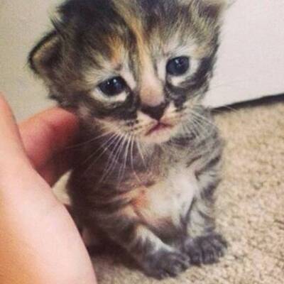 Das wohl traurigste Kätzchen der Welt