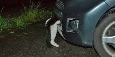 Kater überlebt 8km- Fahrt in Stoßstange